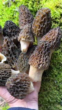 Vertical Close-Up of Person Holding Wild Edible Morchella Mushrooms