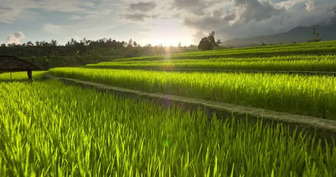 Tropical sunset over lush green rice paddies creating a beautiful terraced landscape, illuminated by warm golden light. Travel and explore Bali agricultural fields in Jatiluwih. Drone low angle flight