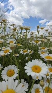 Vertical Video Background of a Wildflower Meadow