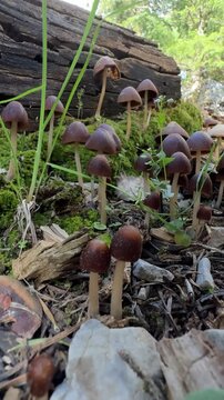 Cluster of tiny bell-shaped fungi on a damp and mossy forest floor