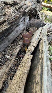Close-up of small brown wild mushrooms growing in vibrant green moss