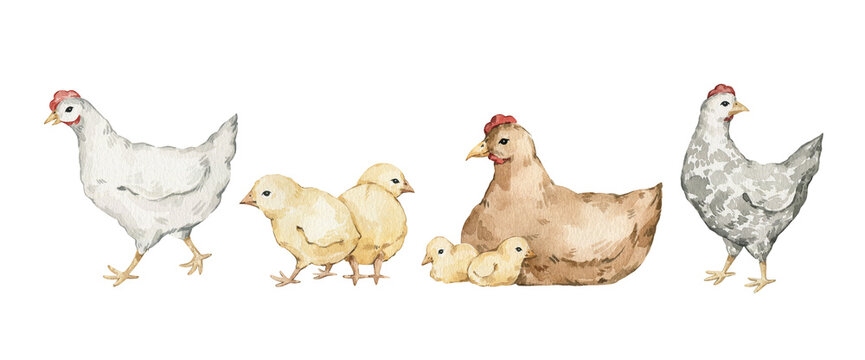 Watercolor hand drawn chickens, chicks, farm birds