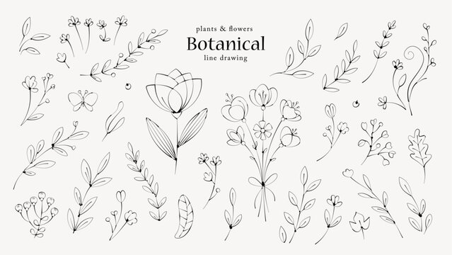 花や葉の植物の線画イラスト ボタニカルなペン画風の手描きセット