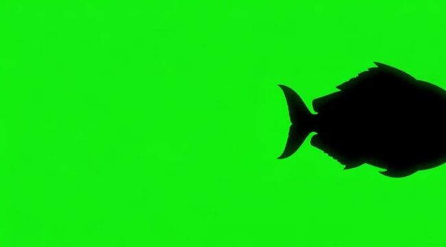 Silhouette Video of a tang fish are swimming on the meddle of the screen in green screen background