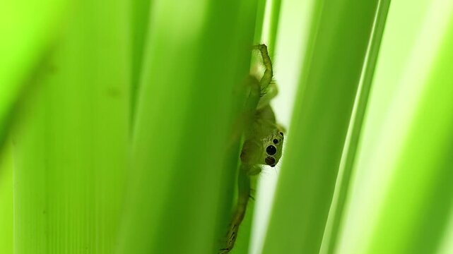 Sharp closeup image showing jumping spider exploring grassy plant environment under natural sunlight outdoors