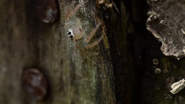 A cinematic macro view focusing on the spider's face, providing an intimate look at its intelligent gaze and fuzzy front limbs.