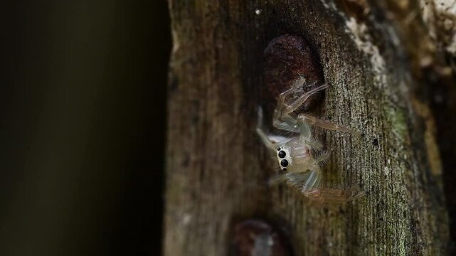 The extraordinary detail and expressive charm of micro wildlife are showcased in this exceptional footage of a telamonia spider.