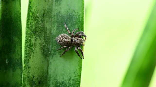 A sharp, detailed extreme macro photograph captures a pantropical jumping spider moving swiftly across a rigid snake plant leaf.
