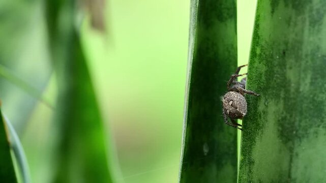 High-definition imagery highlights the spider's striped face and large glistening eyes as it peers over a clean variegated leaf margin.