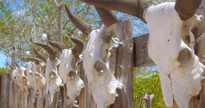 Bovine skulls mounted on rustic wooden fence in rural area of the Brazilian countryside.