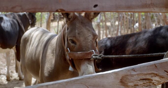 Donkey tied in rustic corral with other livestock animals in rural area of the Brazilian countryside.