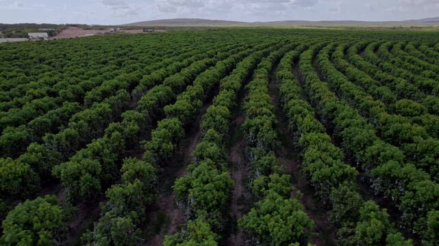 Drone aerial view of irrigated agricultural plantation in semi-arid landscape of northeastern Brazil.