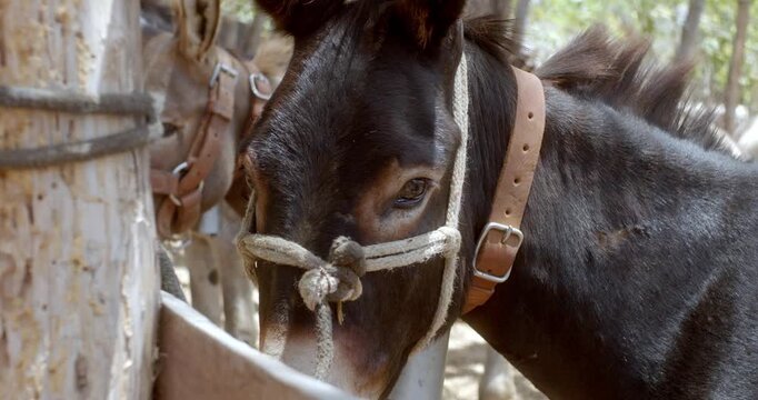 Close-up of donkey tied with rope in rustic farm environment in the Brazilian countryside.