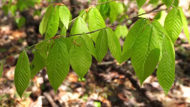 Close-up of fresh green beech leaves on a thin branch with water droplets, photographed in a sunny forest setting with a shallow depth of field