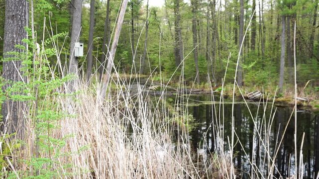 Serene swamp landscape featuring a small birdhouse mounted on a tree trunk overlooking still dark water surrounded by dense forest and dried reeds