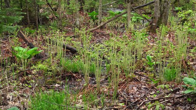 Ostrich fern fiddleheads emerging from the forest floor in a marshy wetland area during early spring