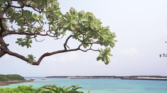 Tropical green tree branches swaying in the wind with the emerald green sea and breakwater in the background, Yonaguni Island, Japan