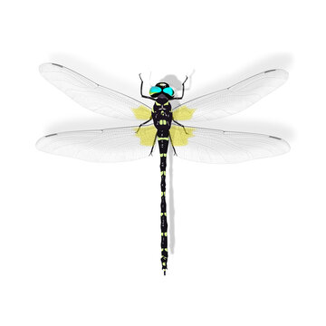 Anotogaster Sieboldii