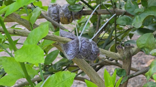 Grafting branch of lemon tree.