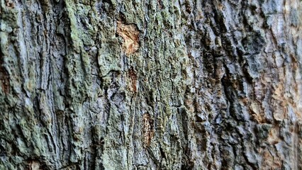 Fototapeta premium Horizontal close-up of textured tree bark showing rough organic details and realistic natural forest surface.