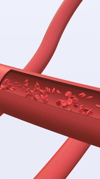 Red Blood Cells flow in the vein animation. Full HD. 4K