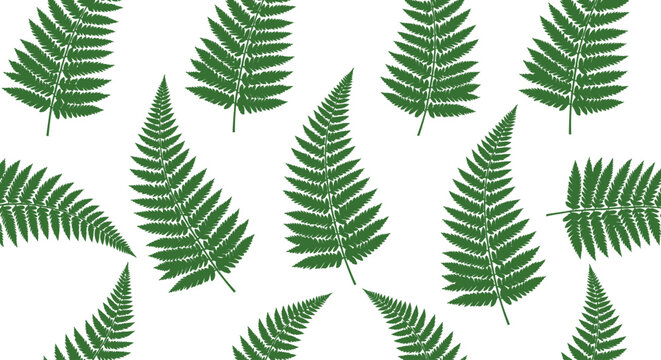 Green Fern Leaves Isolated on White.