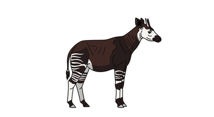 Obraz premium Detailed illustration of an okapi standing sideways showing its unique striped legs and brown body against a white background.