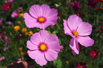 Fototapeta premium Three beautiful pink cosmos flowers blooming in the garden with green background.