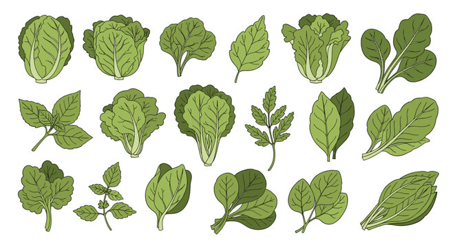 Collection of hand drawn leafy green vegetables including spinach lettuce basil and kale on white background.