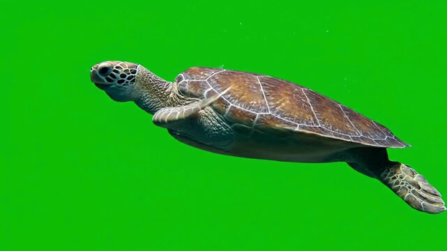 A green sea turtle swimming gracefully isolated on a vibrant green screen background for easy compositing and educational projects
