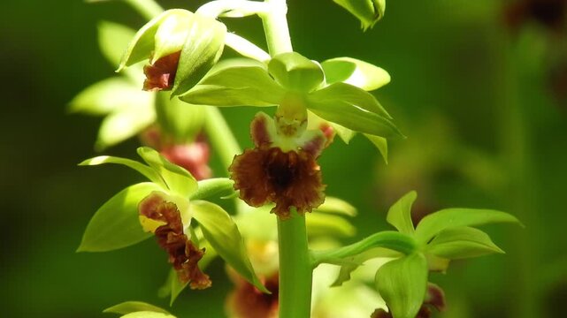 【4K】新緑に溶け込むサルメンエビネ：森と同化する緑色の野生蘭。青森の深山に隠された希少な植物風景　[4K] Camouflaged Beauty: Green Wild Orchid (Calanthe tricarinata) Blending into the Fresh Green Forest  撮影日：20260518-3