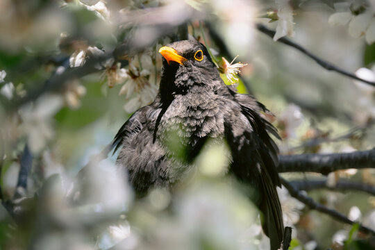 Blackbird male on a branch of blooming cherry tree, close up photo
