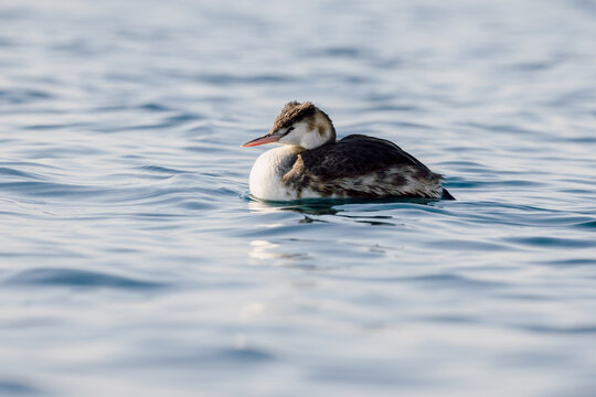 Great crested grebe swims on calm water, wildlife bird