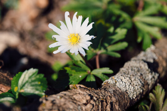 Anemone flower close up with yellow center in forest floor under sunlight.
