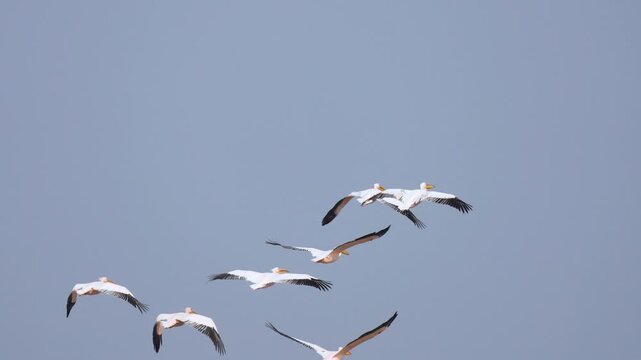 Great White Pelican Flock at Gujarat Wetland