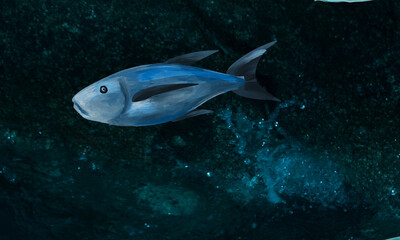 Obraz premium Blue Fish Underwater Marine Life Ocean Photography