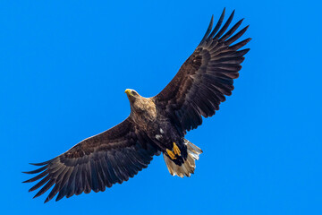 Fototapeta premium White tailed eagle flying in clear blue sky with wings spread wide.