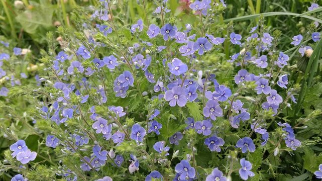 Delicate Blue Wildflowers Blooming in Lush Green Meadow Landscape