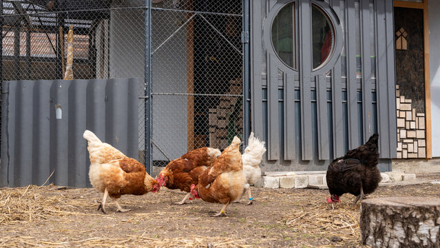 Group of hens feeding near coop door in enclosed farmyard area