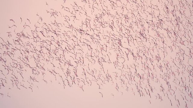 Greater Flamingo Flock Flying at Gujarat Wetland India