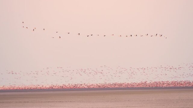 Greater Flamingo Flock Flying at Gujarat Wetland India