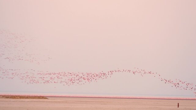 Greater Flamingo Flock Flying at Gujarat Wetland India