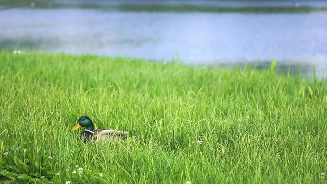 Mallard drake moves through windswept riverside grass. Shows adaptive wildlife resilience, biodiversity coexistence near developed embankments, and habitat continuity within human-altered ecosystems.
