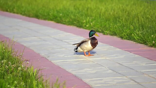 Mallard preens near his feet on quiet walkway then opens and closes his bill in quacking motion. Depicts communication signaling, instinctive protective awareness, and close-range behavioral study.