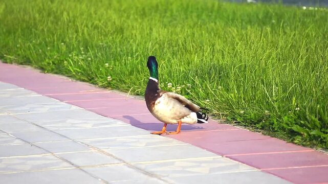 Wild drake pauses on tiled pedestrian pathway bordered by fresh vegetation. Conveys expanding urban fauna presence, low-disturbance public recreation zones, and everyday ecological interaction.