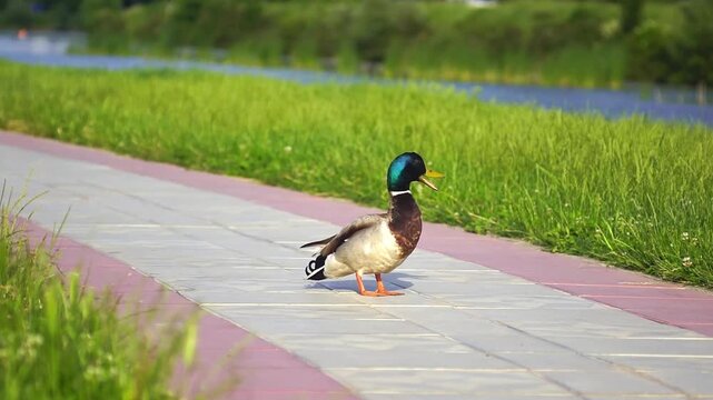 Mallard drake grooms, shakes his tail, and quacks on sunny riverside promenade. Highlights adaptive bird behavior near pedestrian spaces, human-wildlife coexistence, and everyday activity patterns.
