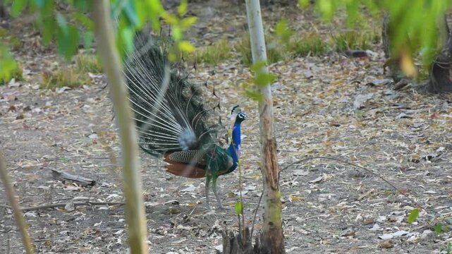 Indian Peafowl Male Displaying Colorful Tail Feathers During Courtship Dance