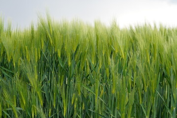 Obraz premium Wheat field growing in sunlight under cloudy sky during spring season