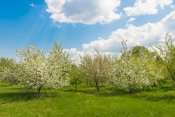 Obraz premium Blooming apple orchard with sun rays under blue sky in spring.