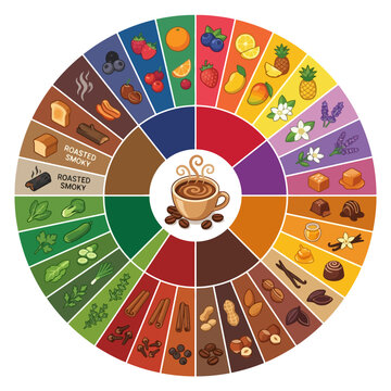 Colorful coffee flavor wheel infographic showing different taste profiles and aromas. EPS Editable